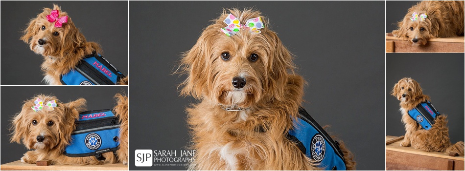 pawprints ministries comfort dogs decatur il photographer, decatur il photographer, business headshots, dog photos, dog photographer, pets, pet photographer, studio portraits, classic, traditional, studio lighting, pet photos, photographer, best photographer, decatur il, illinois, central illinois, paw prints, paw prints ministries, jennifer dahn, dahn, sarah jane, sarah jane photography, sjp, sjanephotography, oreana, mt. zion, comfort dogs, 