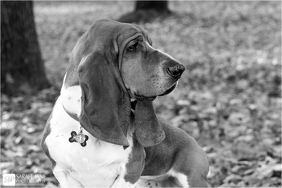 decatur il photographer, pet photographer, decatur photography studio, studio, fall portraits, basset hound, pet photography, pet pictures, pets