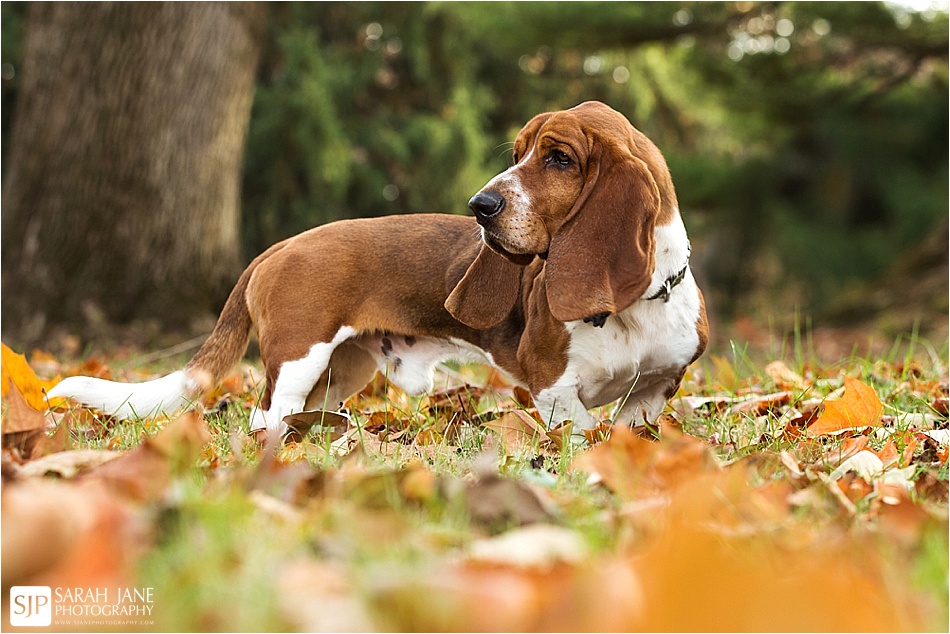 decatur il photographer, pet photographer, decatur photography studio, studio, fall portraits, basset hound, pet photography, pet pictures, pets