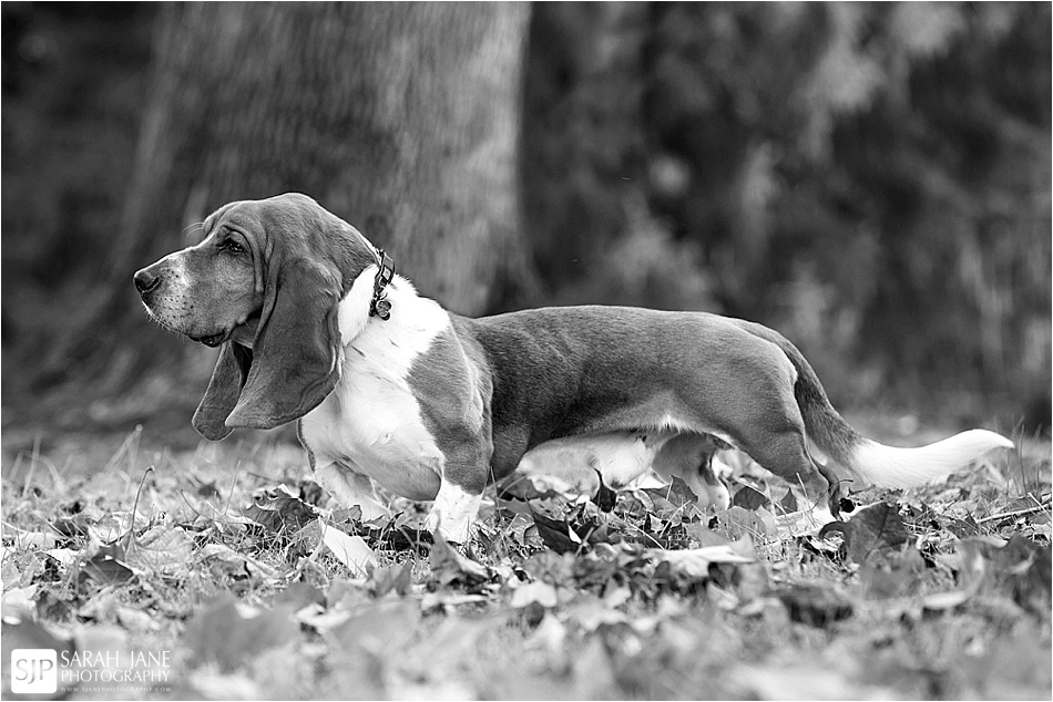 decatur il photographer, pet photographer, decatur photography studio, studio, fall portraits, basset hound, pet photography, pet pictures, pets